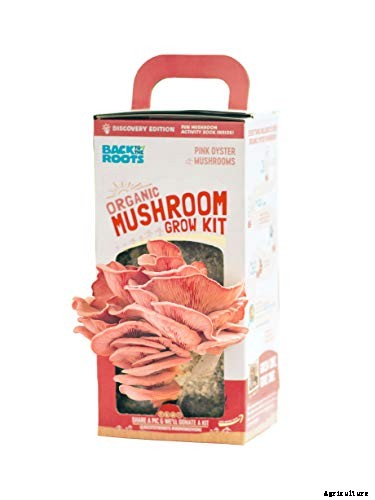 How to Grow Oyster Mushrooms: Complete Guide