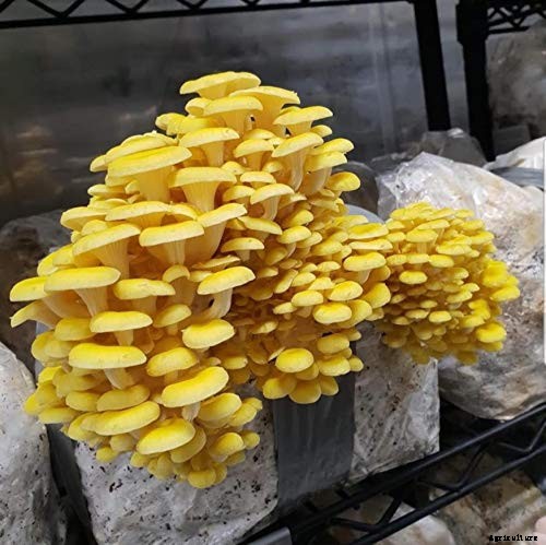 How to Grow Oyster Mushrooms: Complete Guide