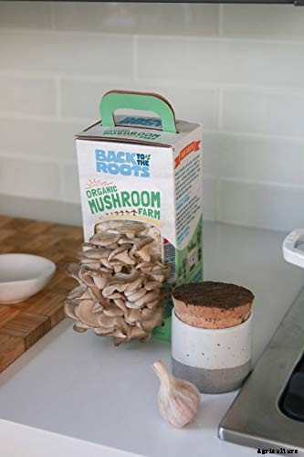 How to Grow Oyster Mushrooms: Complete Guide