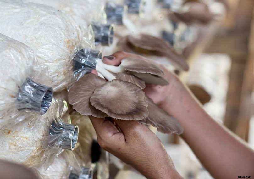 How to Grow Oyster Mushrooms: Complete Guide