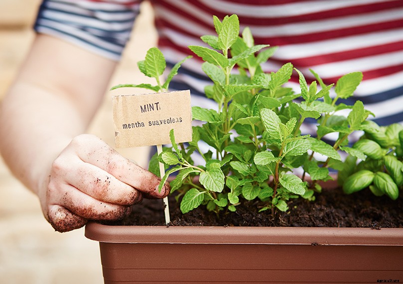 How to Plant & Grow Mint Plants: Complete Guide