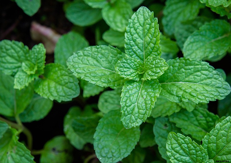 How to Plant & Grow Mint Plants: Complete Guide