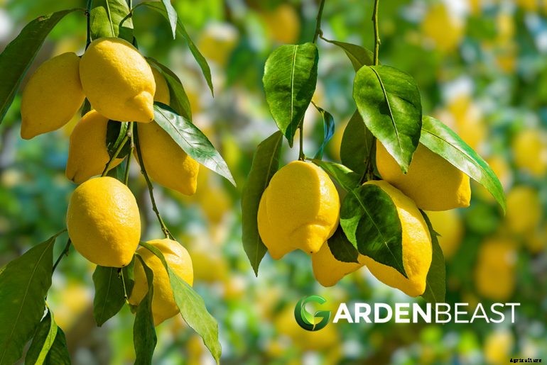Lemon Tree Guide: How to Grow & Care For Lemon Trees
