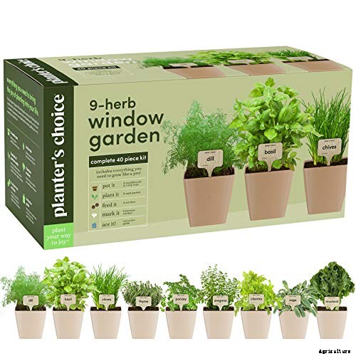 How to Plant & Grow Mint Plants: Complete Guide