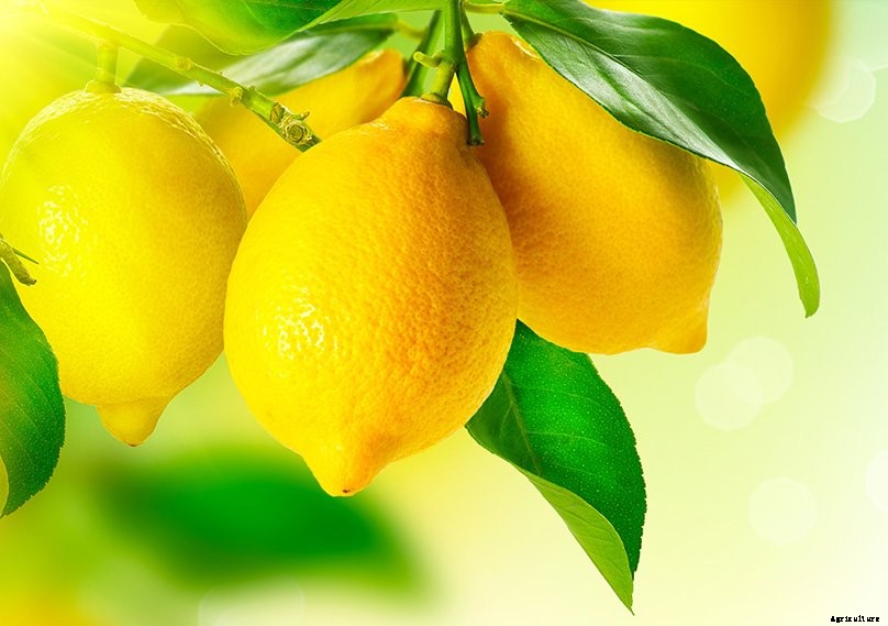 Lemon Tree Guide: How to Grow & Care For Lemon Trees