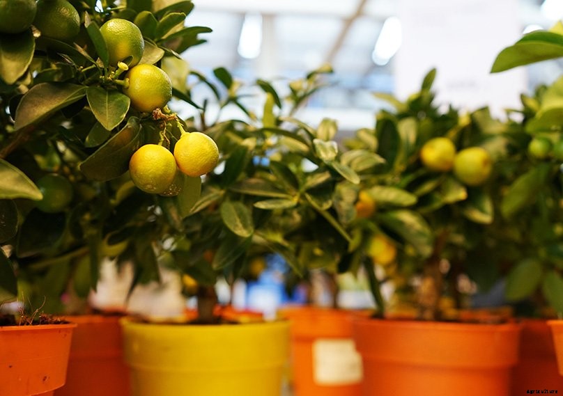 Lemon Tree Guide: How to Grow & Care For Lemon Trees