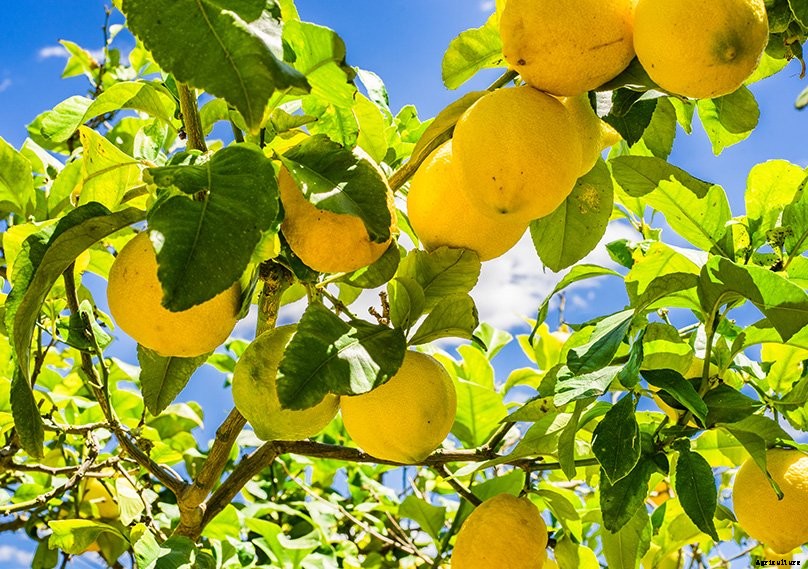 Lemon Tree Guide: How to Grow & Care For Lemon Trees