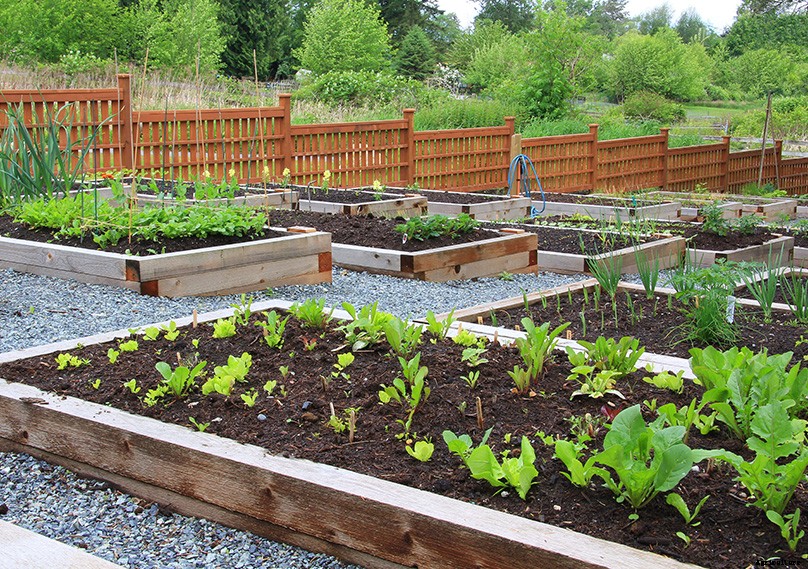Raised Garden Beds: The Ultimate Guide for Beginner’s