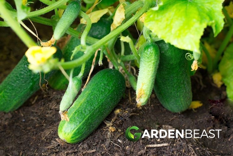 How to Plant & Grow Cucumbers: Complete Guide
