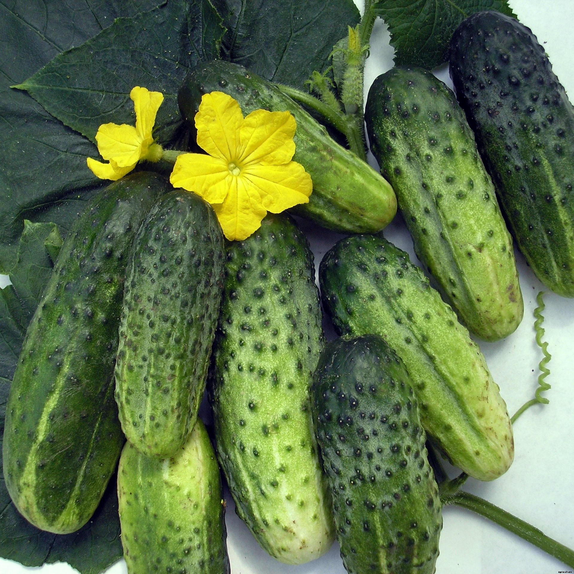 How to Plant & Grow Cucumbers: Complete Guide