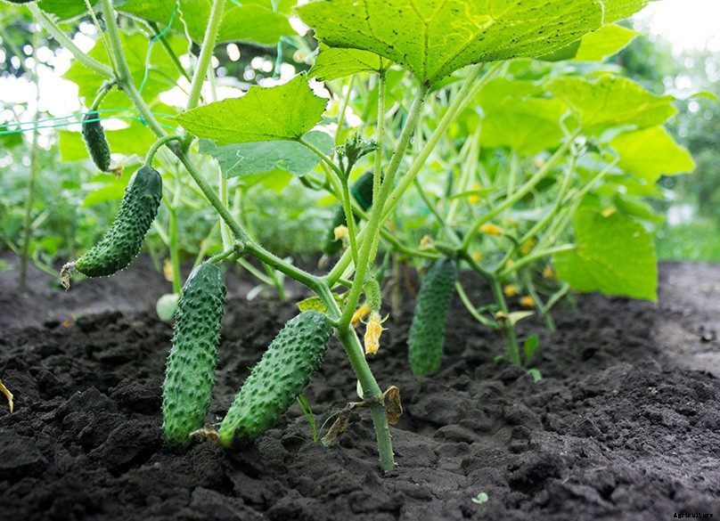 How to Plant & Grow Cucumbers: Complete Guide