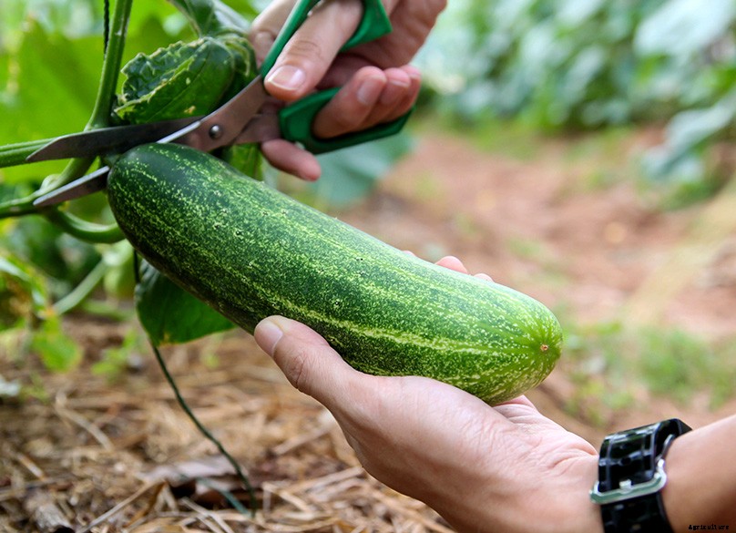 How to Plant & Grow Cucumbers: Complete Guide