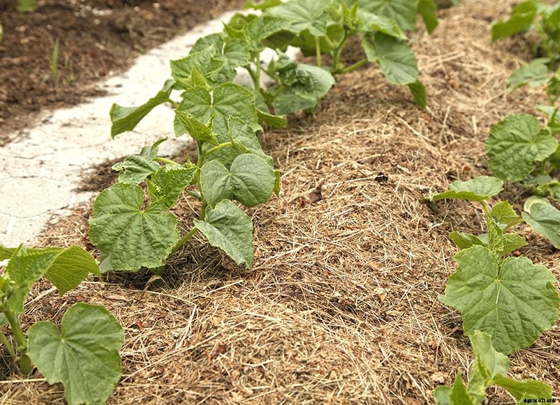 How to Plant & Grow Cucumbers: Complete Guide