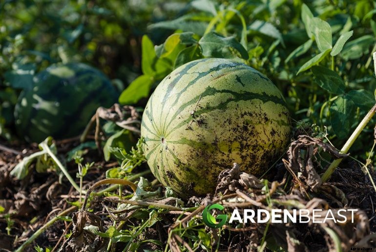 How to Plant & Grow Melons: Complete Guide