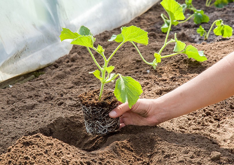 How to Plant & Grow Melons: Complete Guide