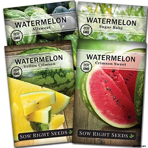 How to Plant & Grow Melons: Complete Guide