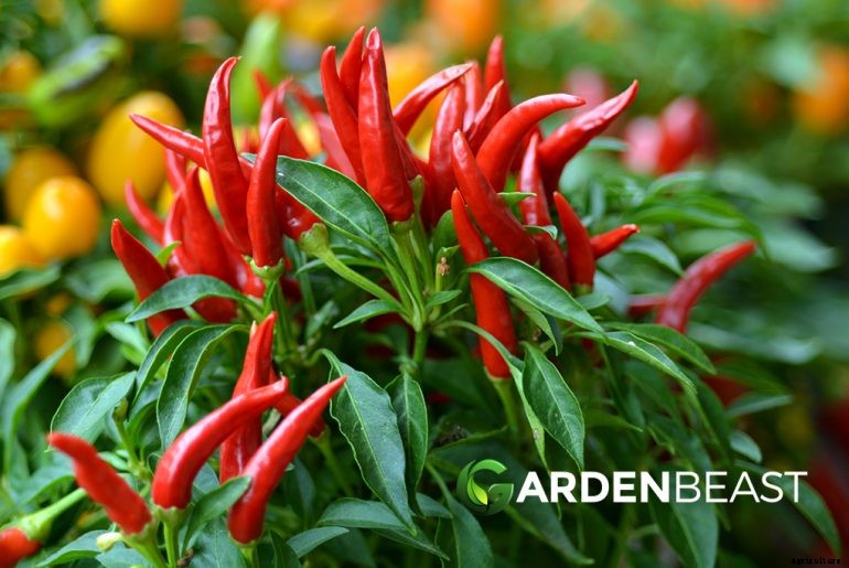 How to Plant & Grow Chilli Peppers: Complete Guide