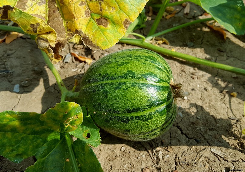 How to Plant & Grow Melons: Complete Guide