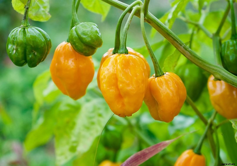 How to Plant & Grow Chilli Peppers: Complete Guide