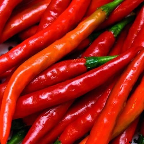 How to Plant & Grow Chilli Peppers: Complete Guide