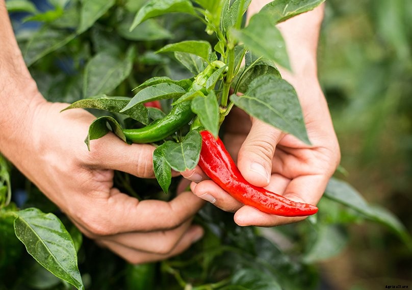 How to Plant & Grow Chilli Peppers: Complete Guide