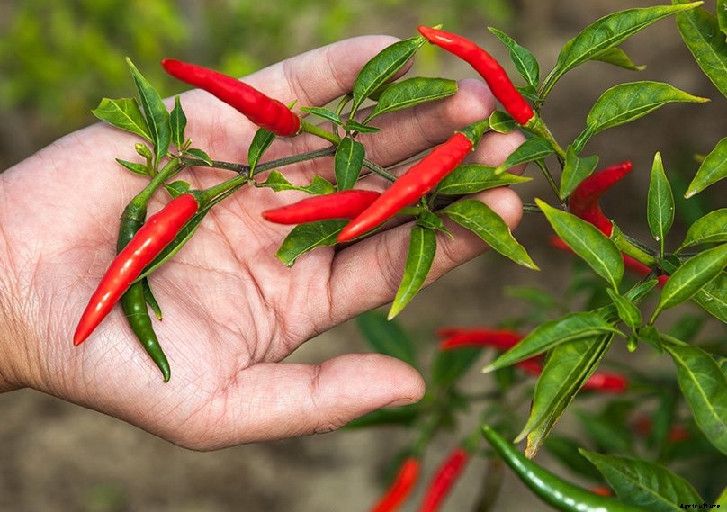 How to Plant & Grow Chilli Peppers: Complete Guide