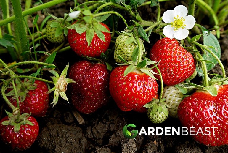How to Plant & Grow Strawberries: Complete Guide