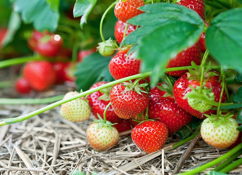 How to Plant & Grow Strawberries: Complete Guide