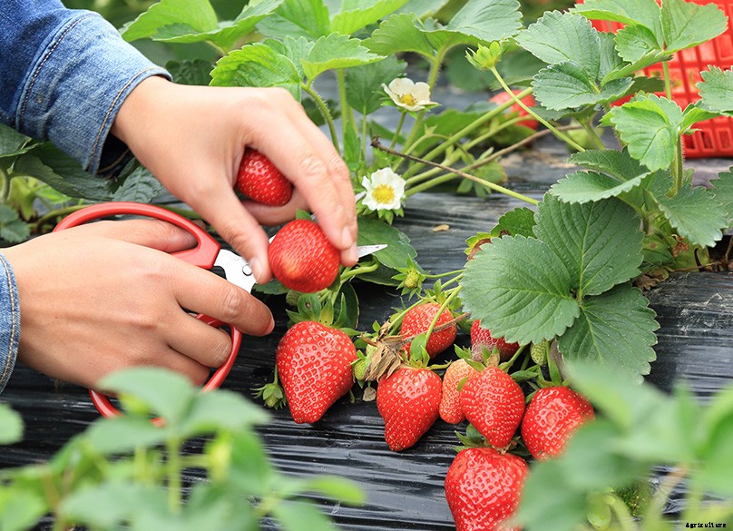 How to Plant & Grow Strawberries: Complete Guide