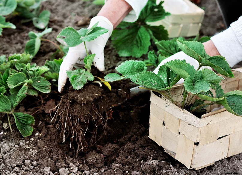 How to Plant & Grow Strawberries: Complete Guide