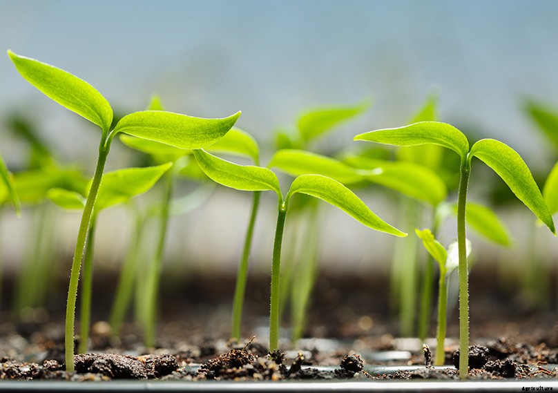 How to Grow Bell Peppers: Complete Guide