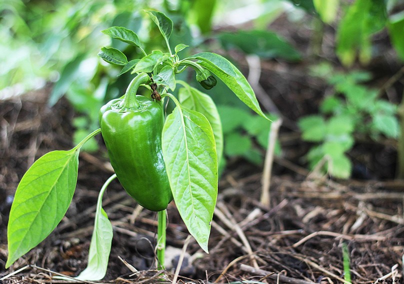 How to Grow Bell Peppers: Complete Guide