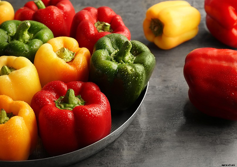 How to Grow Bell Peppers: Complete Guide