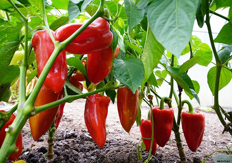 How to Grow Bell Peppers: Complete Guide