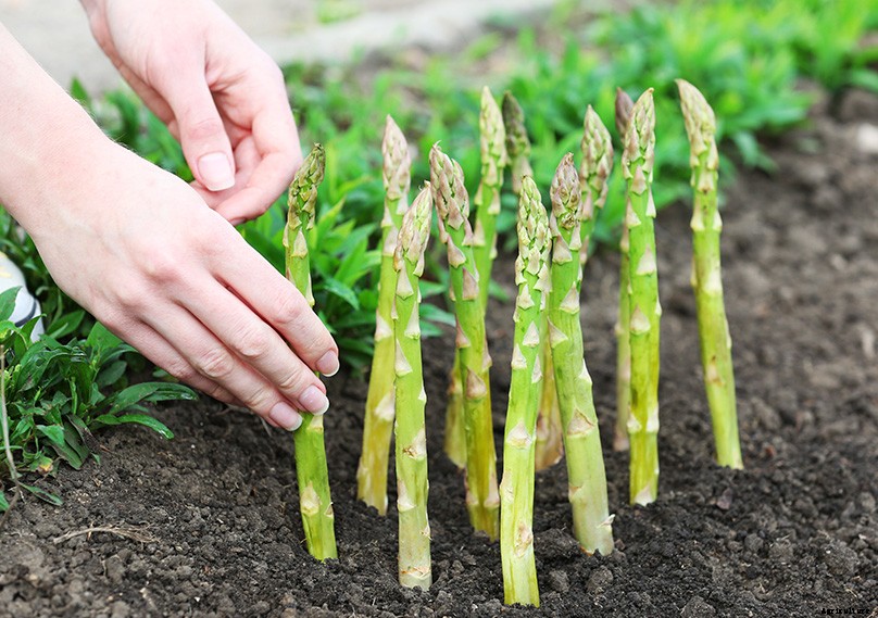 How to Plant & Grow Asparagus: Complete Guide