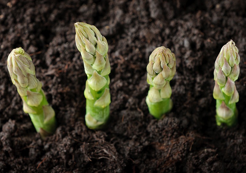 How to Plant & Grow Asparagus: Complete Guide