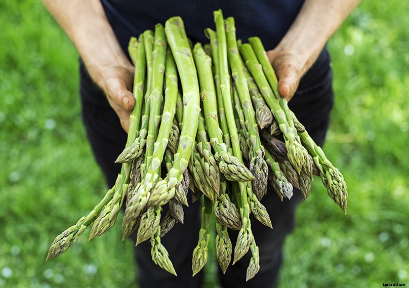 How to Plant & Grow Asparagus: Complete Guide