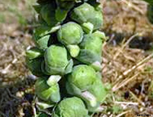 How to Plant & Grow Brussel Sprouts: Complete Guide
