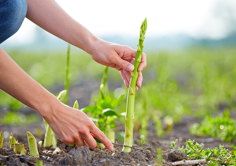 How to Plant & Grow Asparagus: Complete Guide