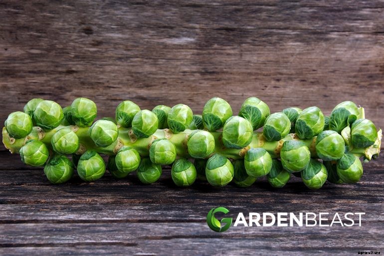 How to Plant & Grow Brussel Sprouts: Complete Guide