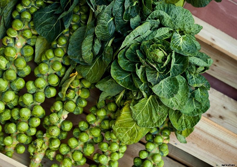 How to Plant & Grow Brussel Sprouts: Complete Guide