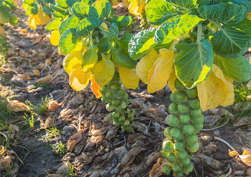 How to Plant & Grow Brussel Sprouts: Complete Guide