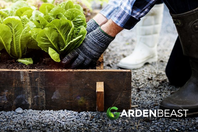 How to Start a Vegetable Garden: Complete Beginner’s Guide