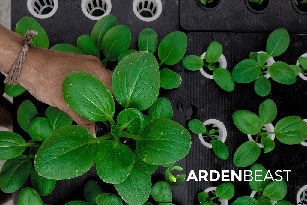 How to Start a Vegetable Garden: Complete Beginner’s Guide