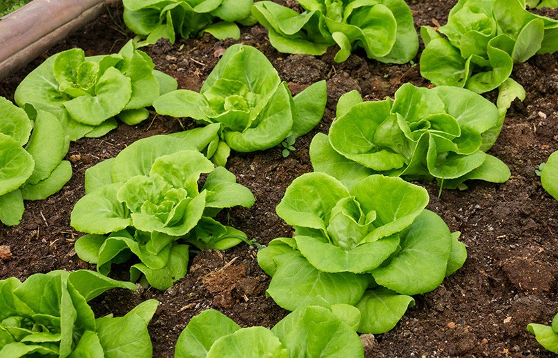 How to Start a Vegetable Garden: Complete Beginner’s Guide
