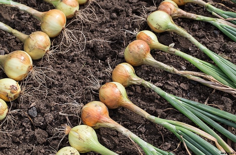 How to Start a Vegetable Garden: Complete Beginner’s Guide