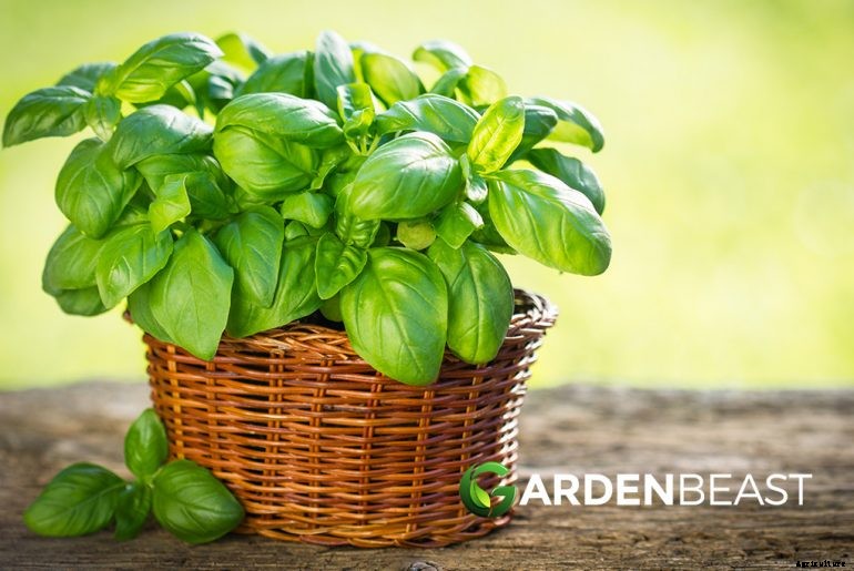 How to Plant & Grow Basil Indoors or Outdoors: Complete Guide