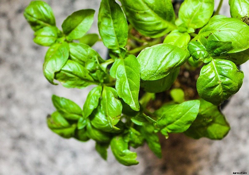 How to Plant & Grow Basil Indoors or Outdoors: Complete Guide