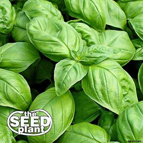How to Plant & Grow Basil Indoors or Outdoors: Complete Guide