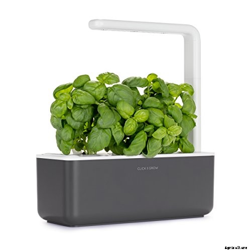 How to Plant & Grow Basil Indoors or Outdoors: Complete Guide